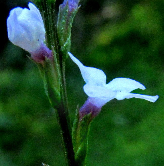Mint-leaved Vervain, VERBENA MENTHIFOLIA, scales, calyx and side view of corolla