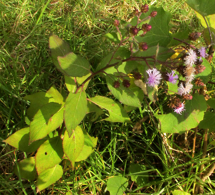 Ironweed, VERNONIA ALAMANII, flowering plant in habitat
