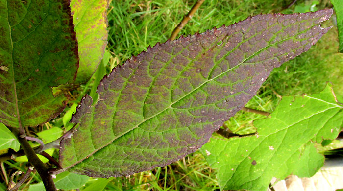 Ironweed, VERNONIA ALAMANII, leaf