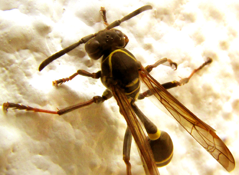 MISCHOCYTTARUS PALLIDIPECTUS, close-up of top