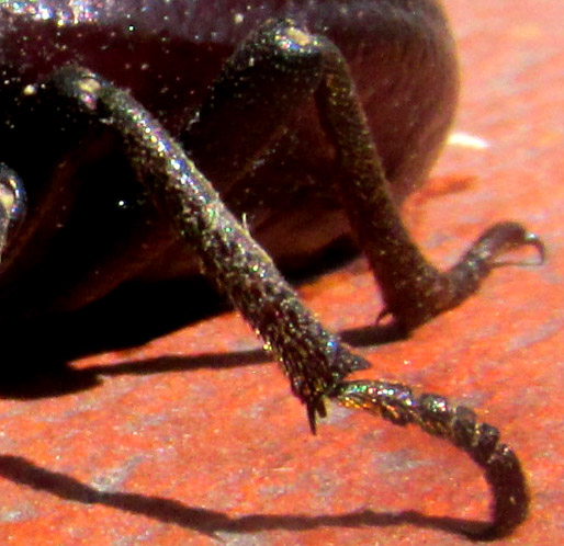 Macrelmis? Elmidae?, legs with 5 tarsi