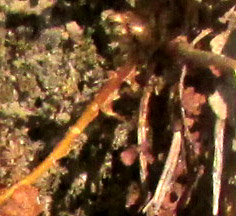 WOODSIA MOLLIS, ciliate pinnae with sori