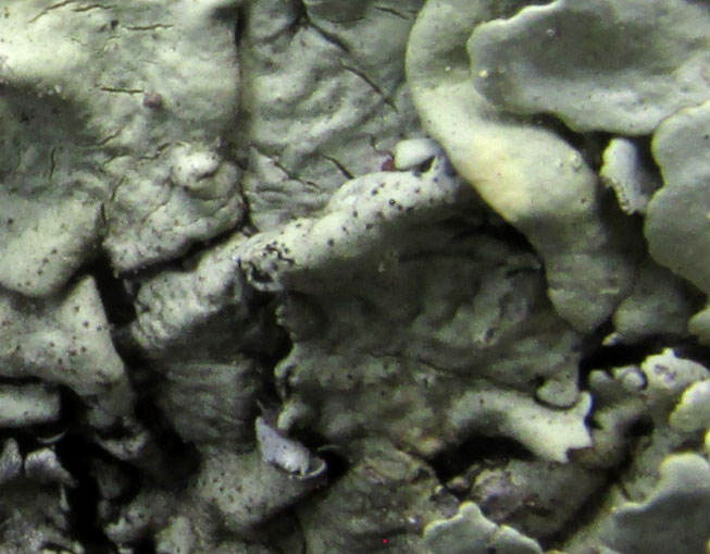 Tight Rockshield Lichen, XANTHOPARMELIA LINEOLA, pycnidia close-up