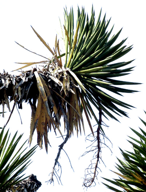 YUCCA FILIFERA, old, drooping inflorescence remains