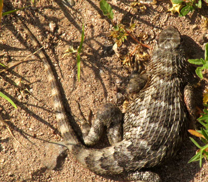 Blue-spotted Spiny Lizard, SCELOPORUS SPINOSUS