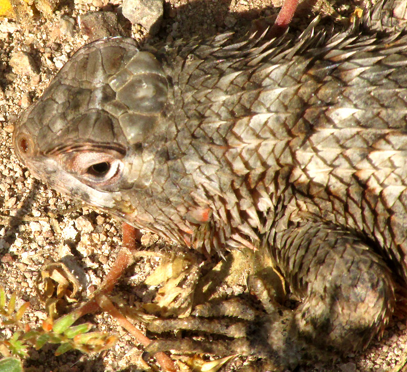 Blue-spotted Spiny Lizard, SCELOPORUS SPINOSUS, close-up