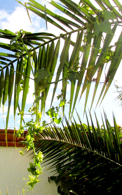 SECHIOPSIS TRIQUETRA, habitat on palm frond