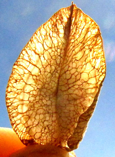 SECHIOPSIS TRIQUETRA, venation in wings of mature fruit