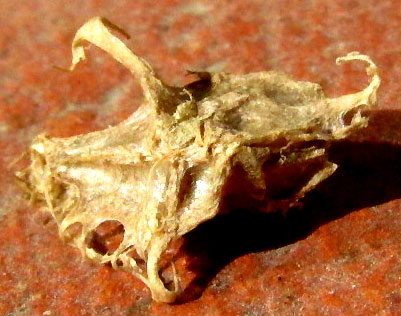 SECHIOPSIS TRIQUETRA, seed