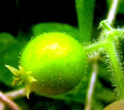 Sicydium tamnifolium, immature fruit and glandular hairs