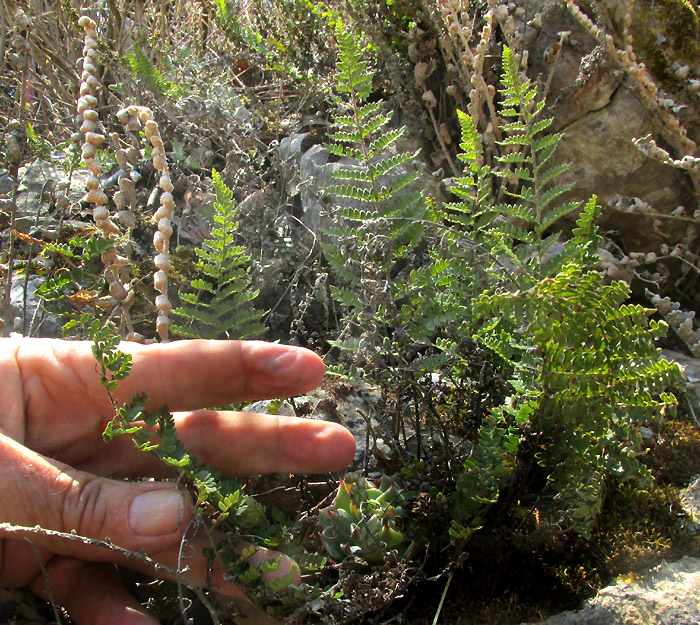 Royal Lipfern, HEMIONITIS NOTHOLAENOIDES, in habitat, fronds expanded