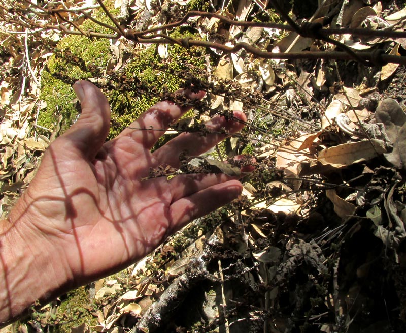 Royal Lipfern, HEMIONITIS NOTHOLAENOIDES, in habitat, crumpled dry-season condition