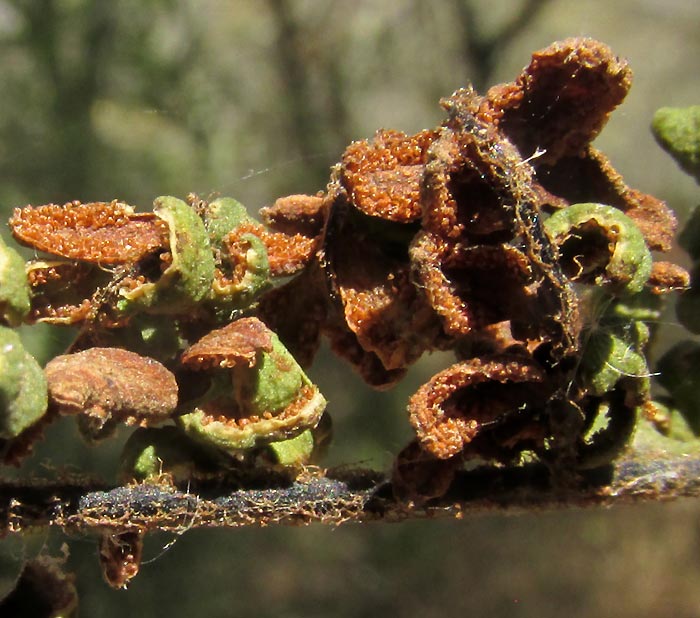 Royal Lipfern, HEMIONITIS NOTHOLAENOIDES, sporangia during crumpled, dry-season condition