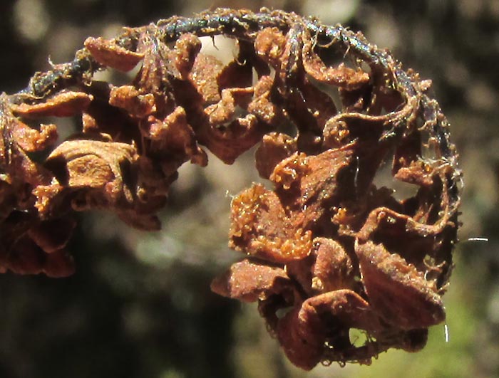 Royal Lipfern, HEMIONITIS NOTHOLAENOIDES, crumpled, dry-season frond tip