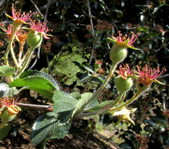 Mexican Hawthorn, CRATAEGUS MEXICANA, flowering branch
