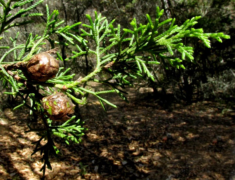 Mexican Cedar, CUPRESSUS LUSITANICA, stem with mature seed cones
