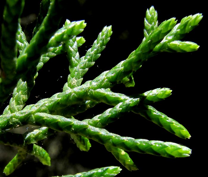 Mexican Cedar, CUPRESSUS LUSITANICA, close-up of twigs and leaves