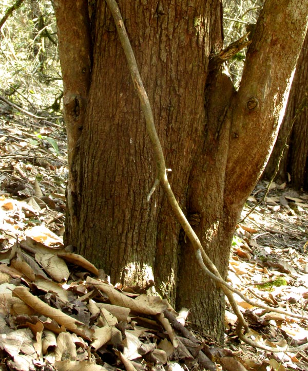 Mexican Cedar, CUPRESSUS LUSITANICA, trunk and bark