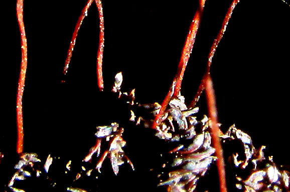 Broom Moss, DICRANUM SCOPARIUM, leaves