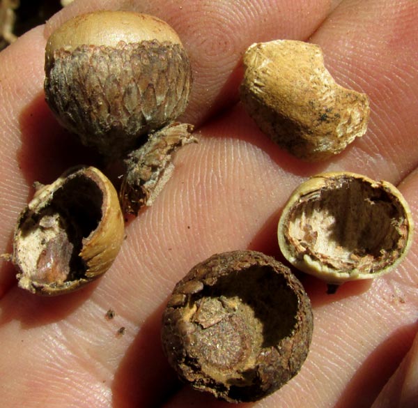 QUERCUS OBTUSATA, remains of previous season's acorns