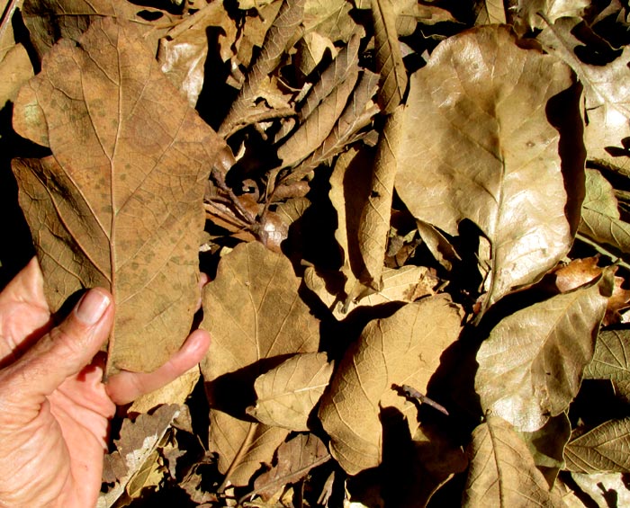 QUERCUS OBTUSATA, variety of previous season's leaves