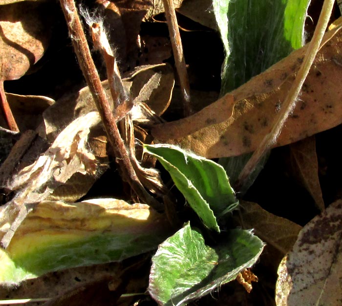 Floccose Plantain, PLANTAGO FLOCCOSA, hairy newly emerging leaves