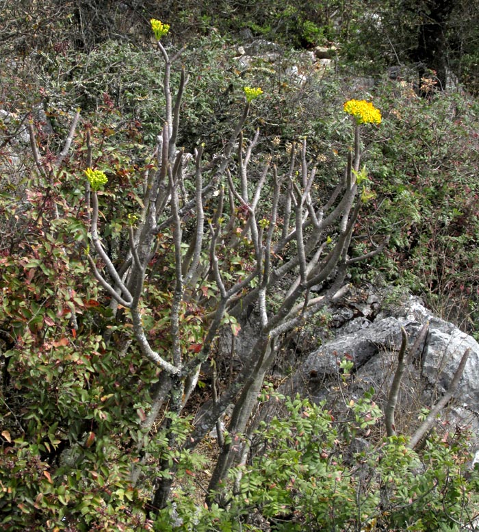 Broomstick Tree, PITTOCAULON PRAECOX, flowering plant