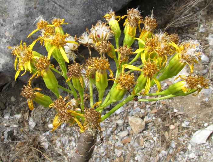 Broomstick Tree, PITTOCAULON PRAECOX, flower cluster at tip of branch