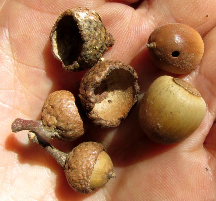 QUERCUS LAXA, acorns