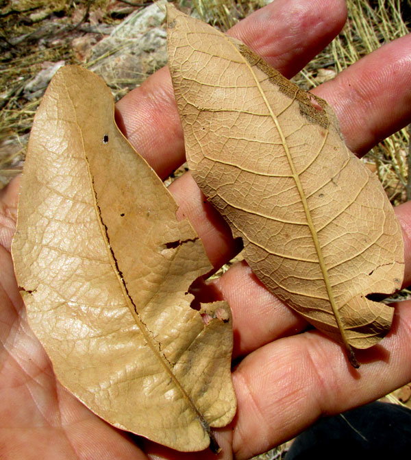 QUERCUS MEXICANA, last season's leaves, upper and lower surfaces