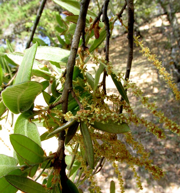QUERCUS MEXICANA, aments of male flowersend of dry