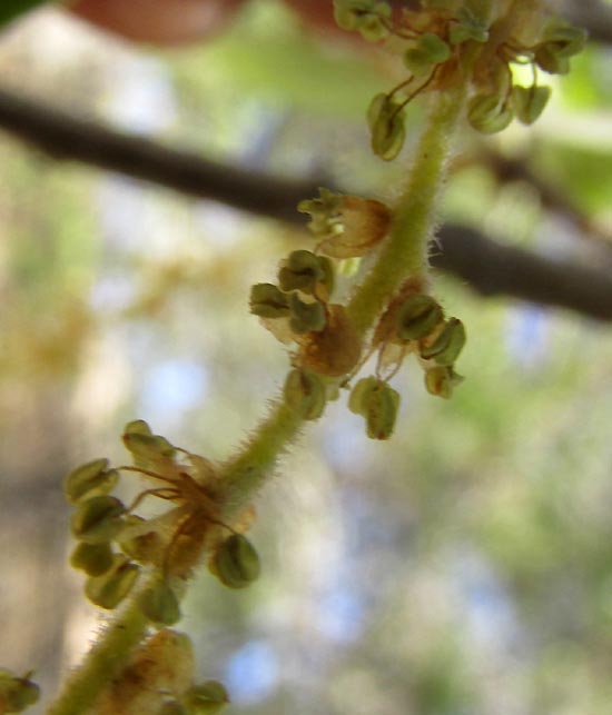 QUERCUS MEXICANA, close-up of male flowers
