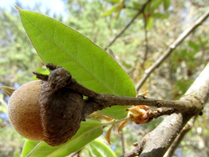 QUERCUS MEXICANA, acorn on tree