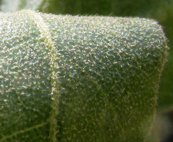 QUERCUS MEXICANA, close-up of hairy leaf undersurface