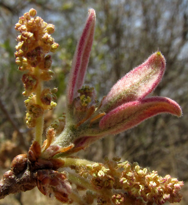 QUERCUS MEXICANA, flowers and leaves emerging from bud
