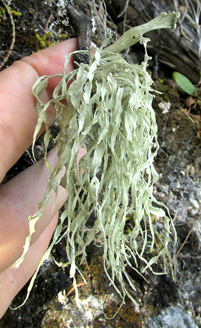 Lichen, RAMALINA cf. FRAXINEA var. CALICARIFORMIS, in habitat