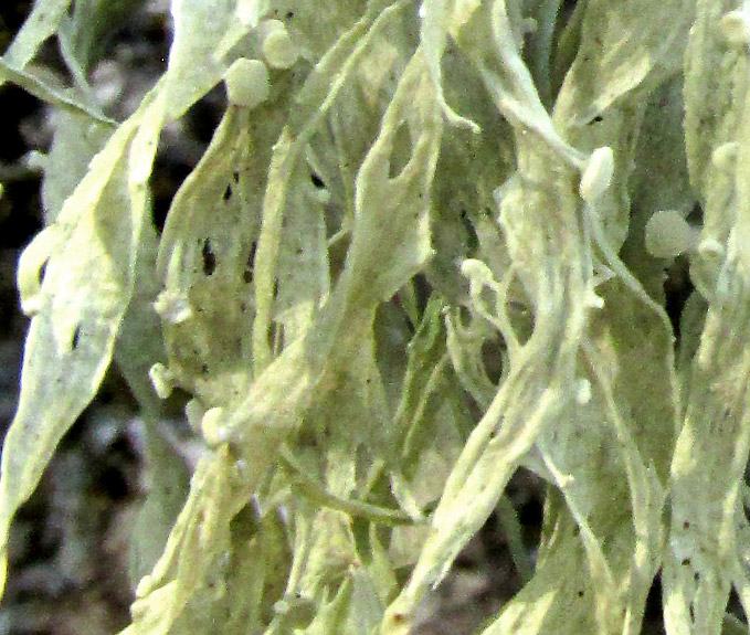 Lichen, RAMALINA cf. FRAXINEA var. CALICARIFORMIS, close-up of thalli