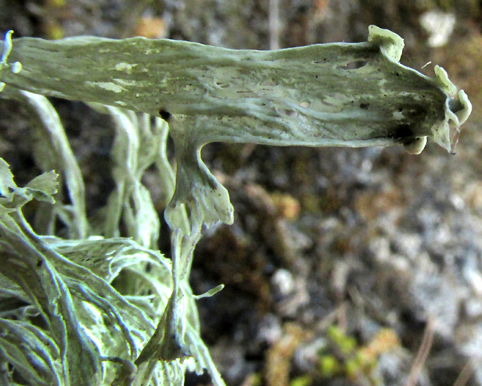 Lichen, RAMALINA cf. FRAXINEA var. CALICARIFORMIS, broad, forking thallus with holes and apothecia