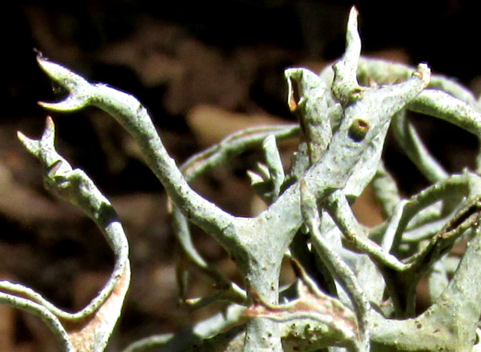 Cartilage Lichen, RAMALINA cf. FRAXINEA var. CALICARIFORMIS, close-up of stems