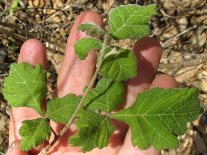 Fragrant Sumac, RHUS AROMATICA, trifoliate leaves