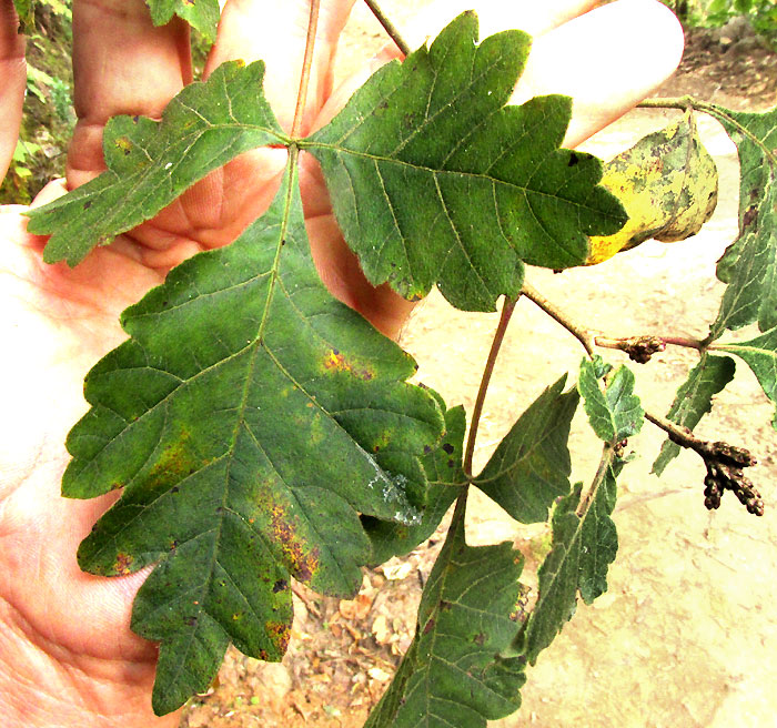 Fragrant Sumac, RHUS AROMATICA, leaves in late season