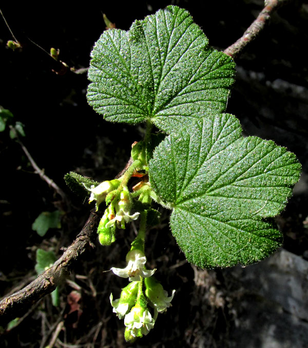 RIBES AFFINE, flowers and leaves