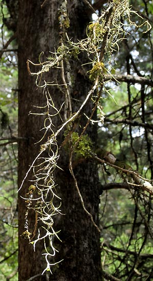 Spanish Moss, TILLANDSIA USNEOIDES, in Mexico