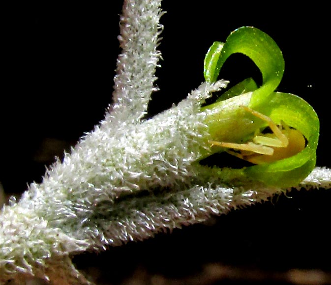 Spanish Moss, TILLANDSIA USNEOIDES, flower