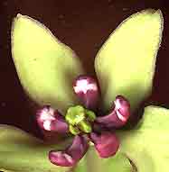 Asclepias virides flower