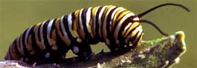 Monarch caterpillar, image courtesy of the U.S. Fish and Wildlife Service, photo by S. Ron Singer