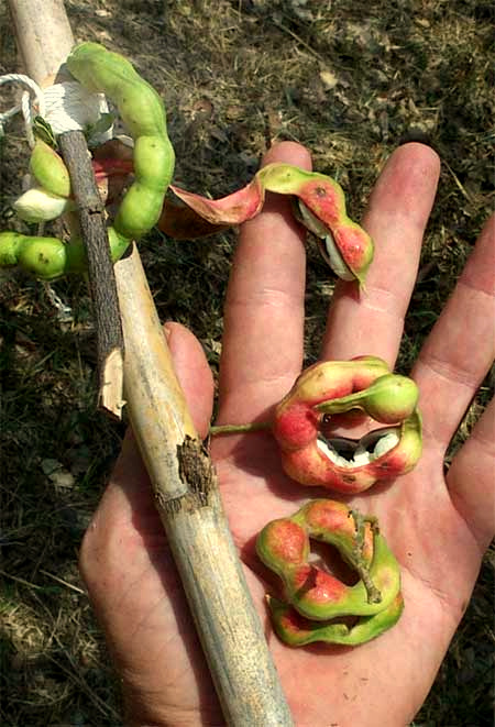 Guamuchil, PITHECELLOBIUM DULCE, fruits
