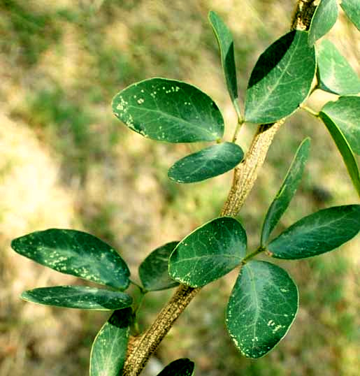Guamuchil, PITHECELLOBIUM DULCE, leaves