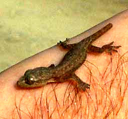 Common House Gecko, HEMIDACTYLUS FRENATUS,
