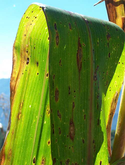 corn leaf